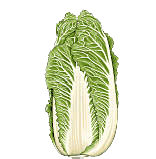 Cabbage