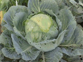 Cabbage food and drinks