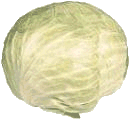 Cabbage