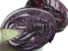 Cabbage