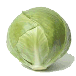 Cabbage