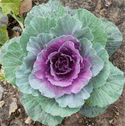 Cabbage