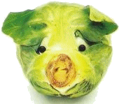 Cabbage