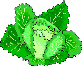 Cabbage