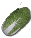 Cabbage