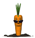 Carrots food and drinks