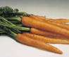 Carrots