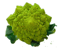 Cauliflower