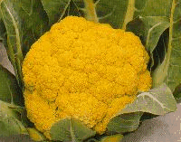 Cauliflower