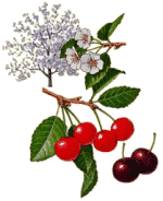 Cherries