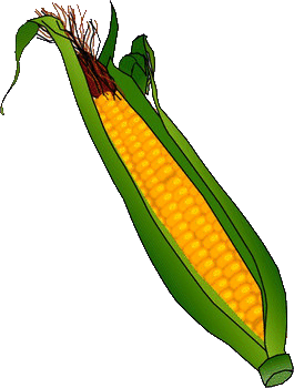 Corn