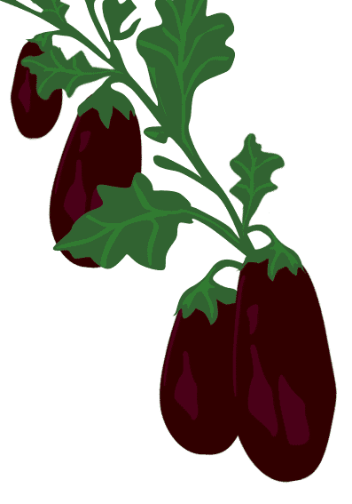 Eggplant