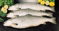 Fish food and drinks
