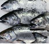 Fish food and drinks