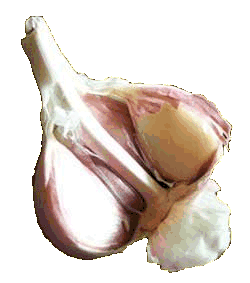 Garlic