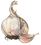 Garlic