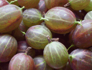 Gooseberries