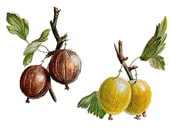 Gooseberries