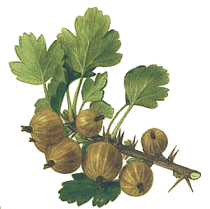 Gooseberries