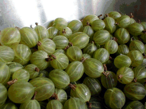 Gooseberries