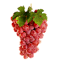 Grapes food and drinks