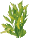 Herbs food and drinks
