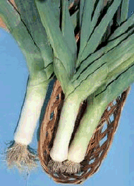 Leek