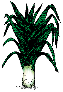 Leek food and drinks