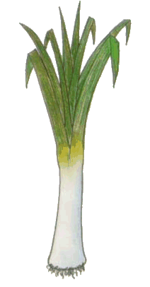 Leek