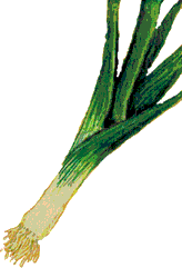 Leek