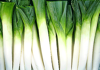 Leek