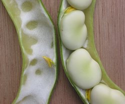 Legumes