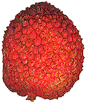 Lychee