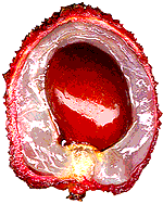 Lychee food and drinks