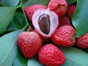 Lychee