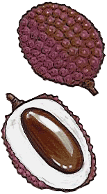 Lychee food and drinks