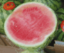 Melon