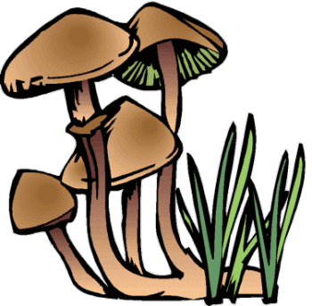 Mushrooms food and drinks