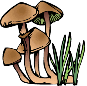 Mushrooms food and drinks