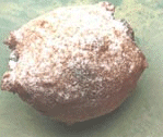 Oliebol