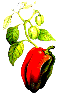 Paprika