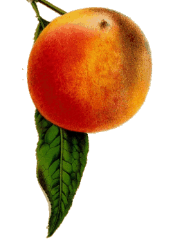 Peach