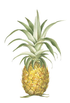 Pineapple