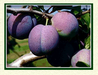 Plums