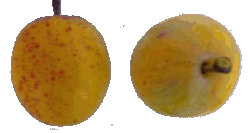 Plums