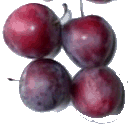 Plums