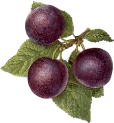 Plums