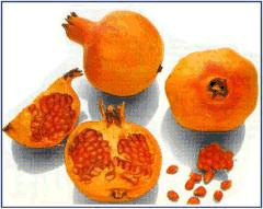 Pomegranate