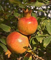 Pomegranate food and drinks