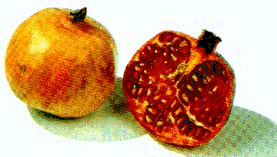 Pomegranate